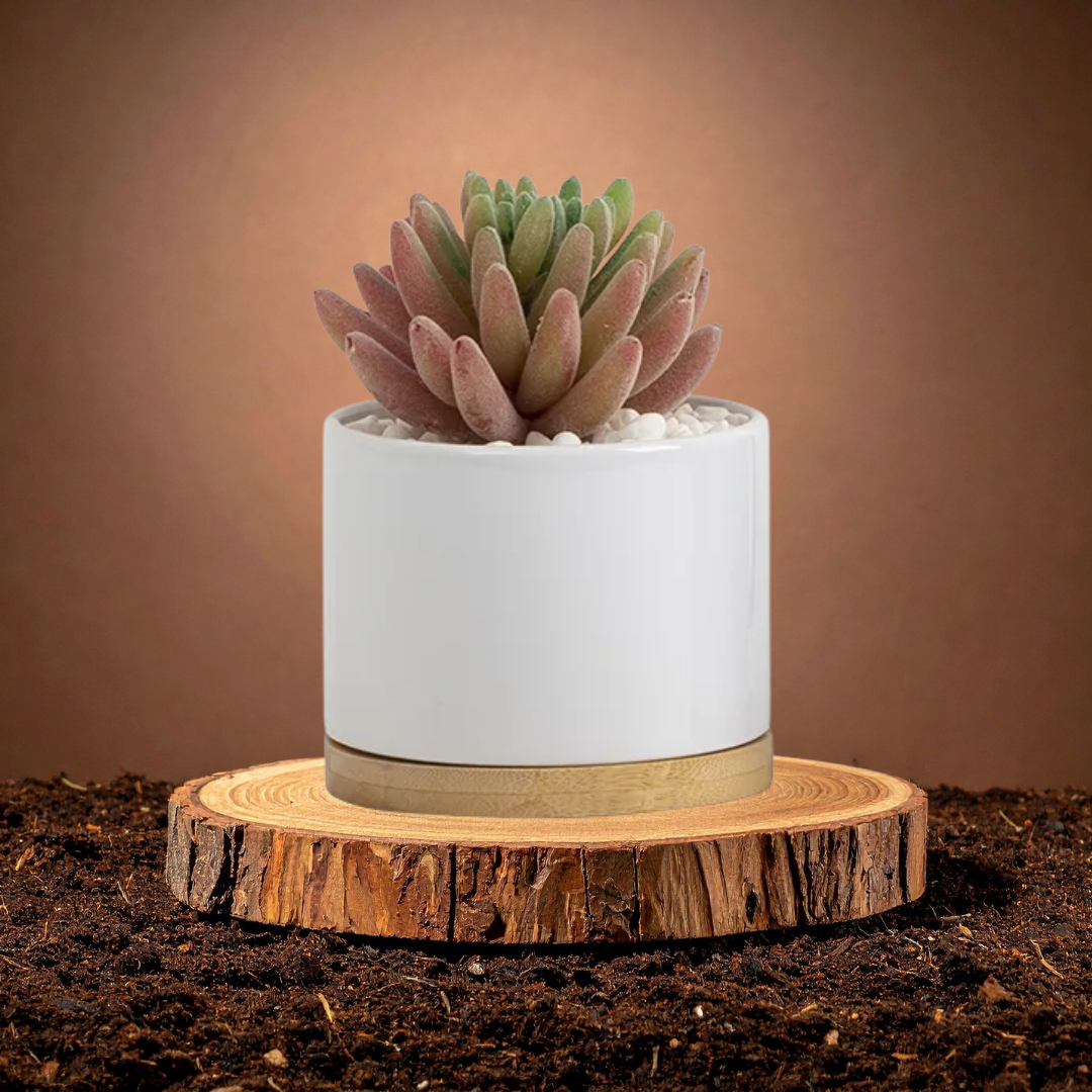 Succulent Pot – Custom Printed
