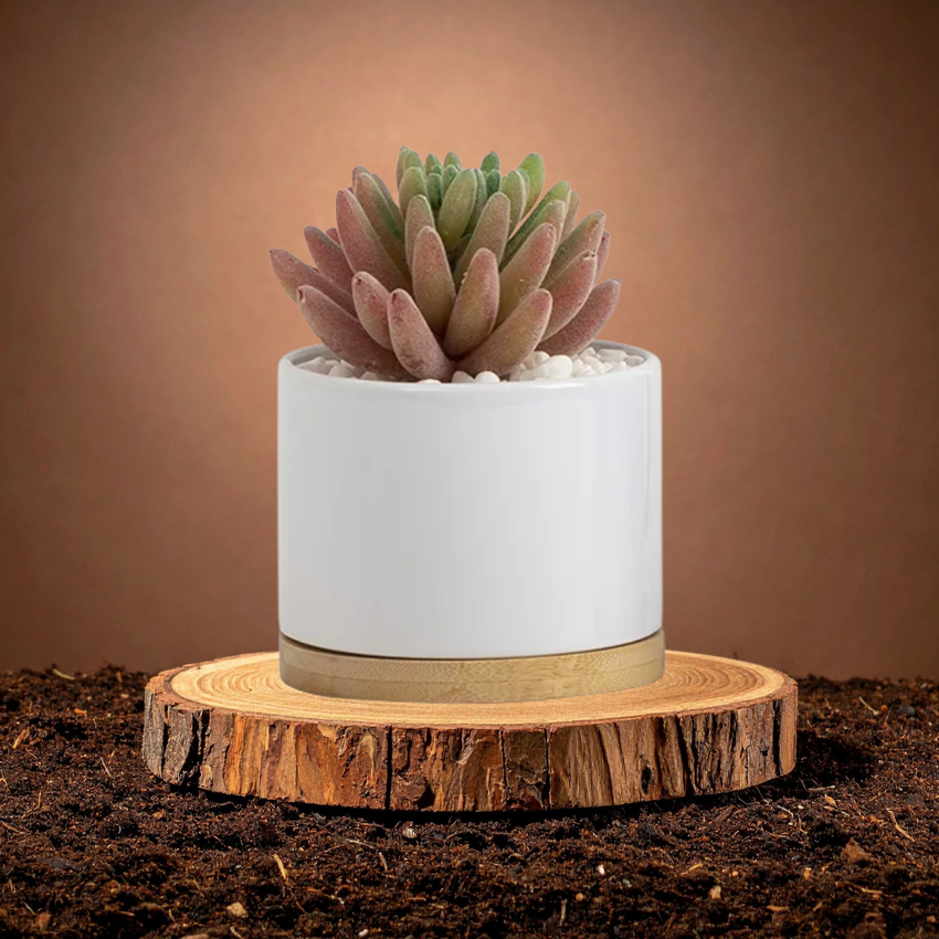 Succulent Pot – Custom Printed