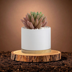 Succulent Pot – Custom Printed